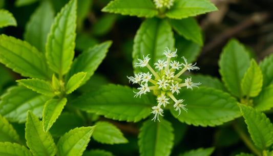 A vibrant green horny goat weed plant with delicate flowers.